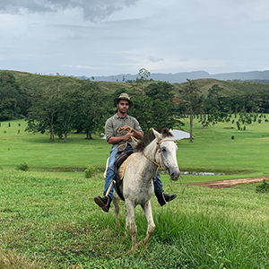 horses